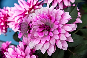 Pink dahlia flowers, detail shot with consistent sharpness