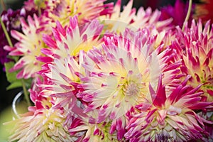 Pink Dahlia flowers with green buds