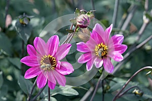 Pink Dahlia Flowers with Honeybee