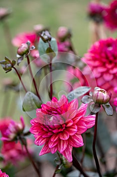 Pink dahlia flowers by the name Dahlia Molly Raven, photographed on a sunny day in early autumn at RHS Wisley, UK