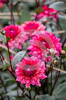 Pink dahlia flowers by the name Molly Raven, photographed on a sunny day in early autumn at RHS Wisley, UK