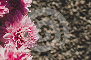 Pink dahlia flowers retro look background with pabble background