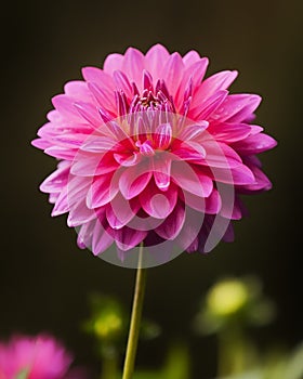 Pink Dahlia