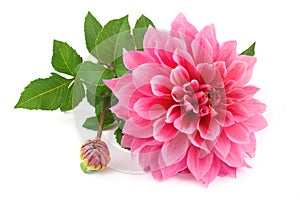 Pink dahlia isolated