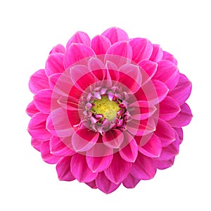 Pink Dahlia isolated