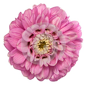 Pink dahlia isolated