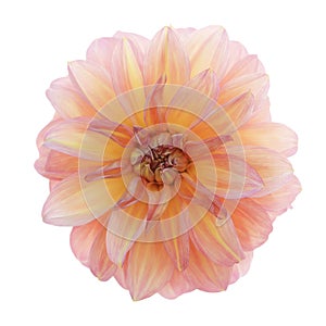 Pink dahlia isolated on white