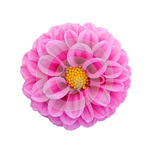 Pink dahlia isolated on white background