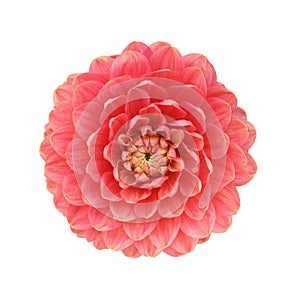 Pink dahlia isolated on white background