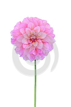 Pink dahlia isolated on white background