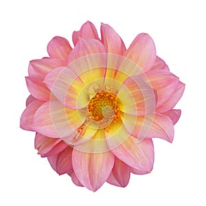 Pink dahlia isolated on white background