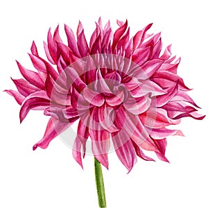 Pink dahlia isolated white background, watercolor botanical painting illustration