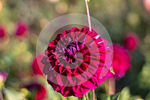 Pink dahlia in october morning sun photo