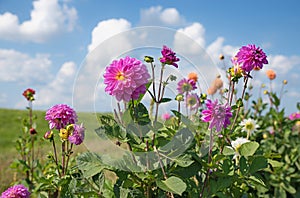 Pink dahlia perennial plant in the fields