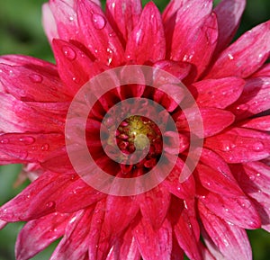 Pink dahlia after rain