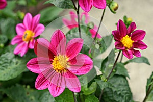 Pink Dahlia's