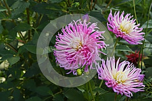 Pink Dahlia Star\'s Favourite in the garden photo