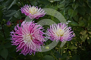 Pink Dahlia Star\'s Favourite in the garden photo