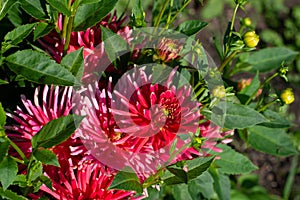 Pink Dahlia variety Gute Laune flowering in a garden