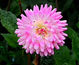 Pink Dahlia White background