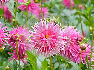 Pink Dahlias