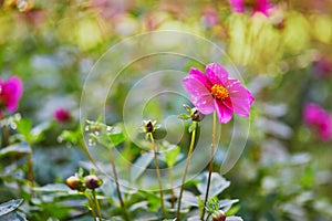 Pink dahlias blooming in Luxembourg garden or Tuileries, Paris