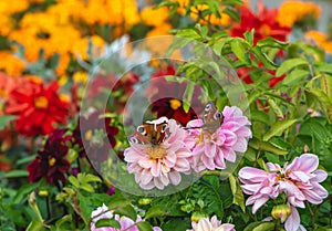 The pink dahlias flowers with two beautiful butterflies peacock moth Saturnia pyri and green leaves are on a blurred