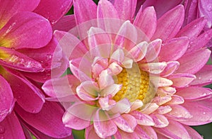 Pink Dahlias with Raindrops