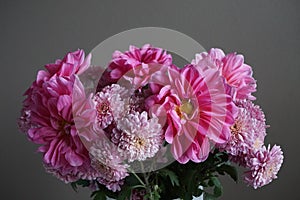 Pink dahlias with yellow centre and chrysanthemum flowers