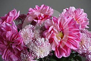 Pink dahlias with yellow centre and chrysanthemum flowers