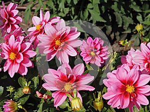 Pink Dahlias With Yellow Centres In Bloom