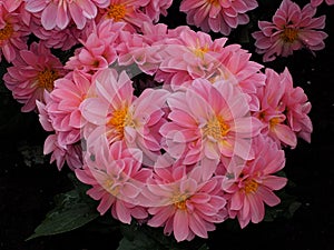 Pink Dahlias With Yellow Centres