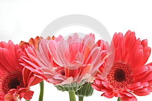 Pink daisies
