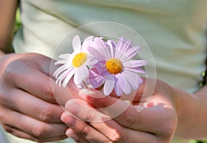 Pink daisies