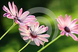 Pink daisies