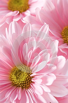 Pink Daisies