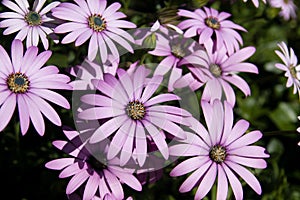 Pink daisies blooming