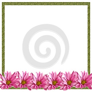 Pink Daisies Border on White