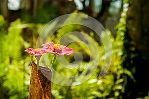 Beautiful Pink Daisies for DÃÂ©cor photo