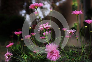 Pink daisies at dusk.   Macro image.