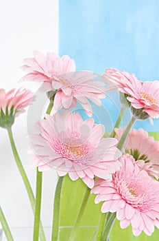 Pink daisies on fresh background