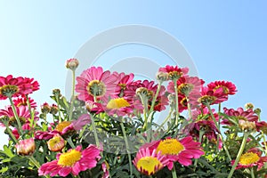 Pink daisies photo