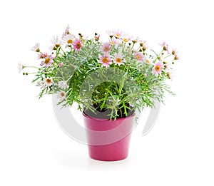 Pink Daisies Marguerite perennials in flower pot isolated on wh photo