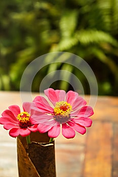 Pink Daisies for Table Decor