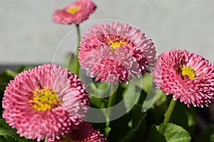 Pink daisy