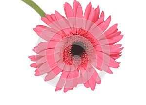 Pink daisy