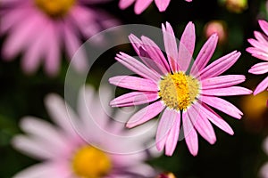 Pink daisy