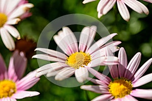 Pink daisy