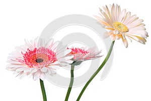 Pink Daisy