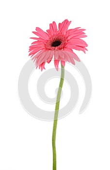 Pink daisy